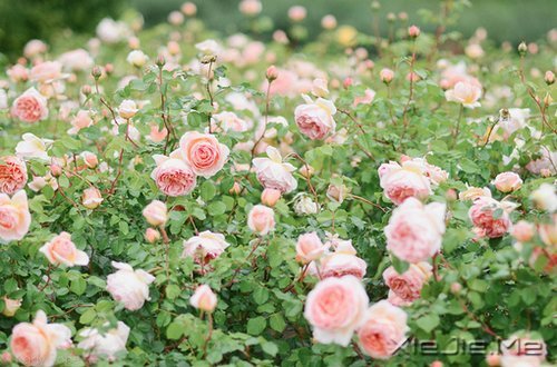 选择最淡的心事,诠释坎坷的人生 (2)