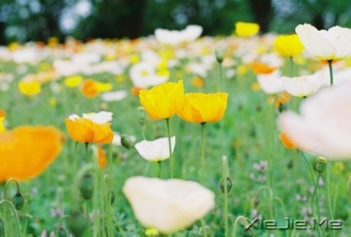 选择最淡的心事,诠释坎坷的人生 (3)