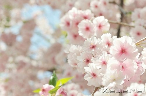 选择最淡的心事,诠释坎坷的人生 (5)