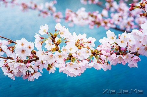 生命,只需要一个甜美的微笑 (5)