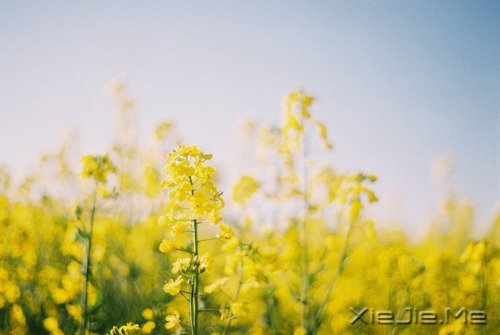 看自己的风景,行自己的人生 (1)