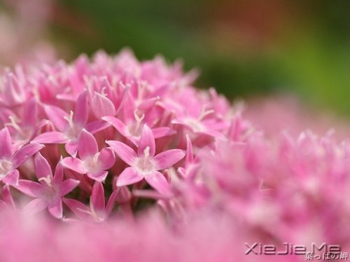 早安心语:脏话比谎言干净一千倍 (2)