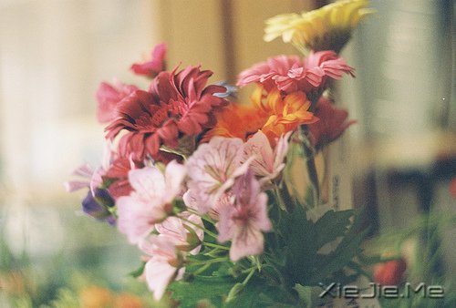 早安心语:不往前走,你将永远停留 (12)