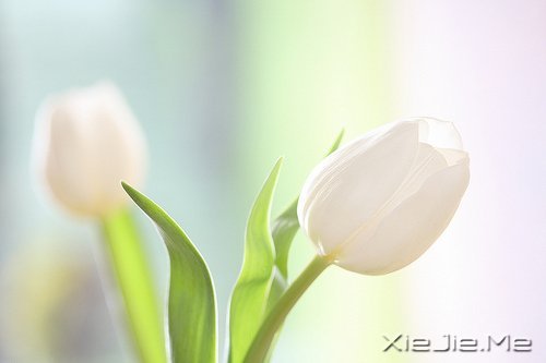 早安心语:走今天的路,过当下的生活 (9)