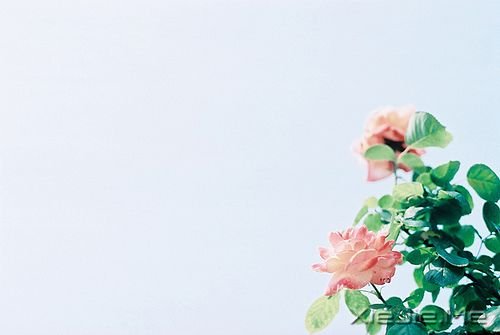 晚安心语:总有一次哭泣,让人瞬间长大 (5)