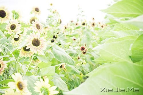 �簲����ɹ����ٶ�һ��Ҫ������ĸ��ȥ���ٶ� (10)