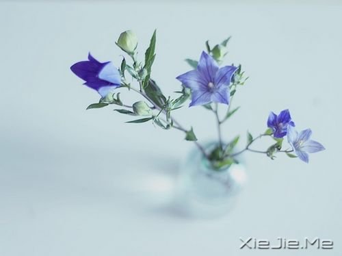 早安心语:像淑女一样处事,像爷们儿一样思考 (2)