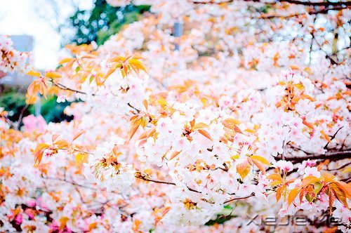 常常观自心,便会更智慧 (9)