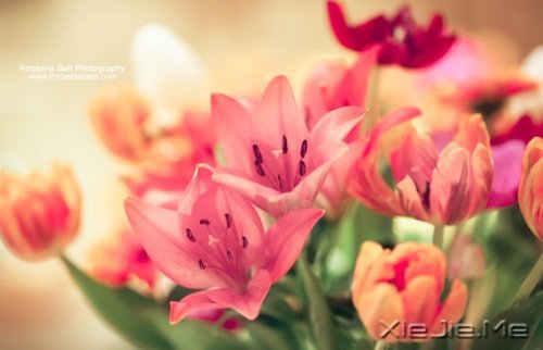 世界上著名的钢琴曲和背后的故事 (4)